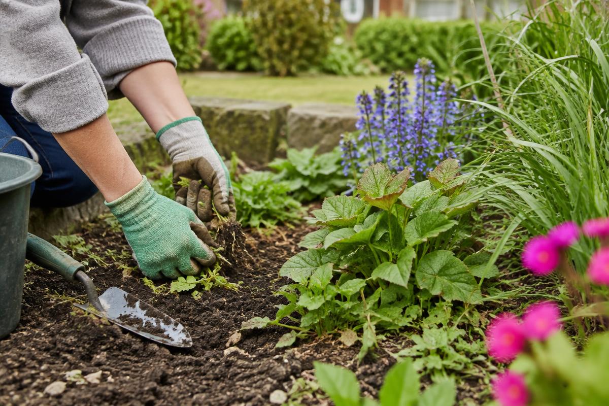 Weeds being carefully removed from a garden border